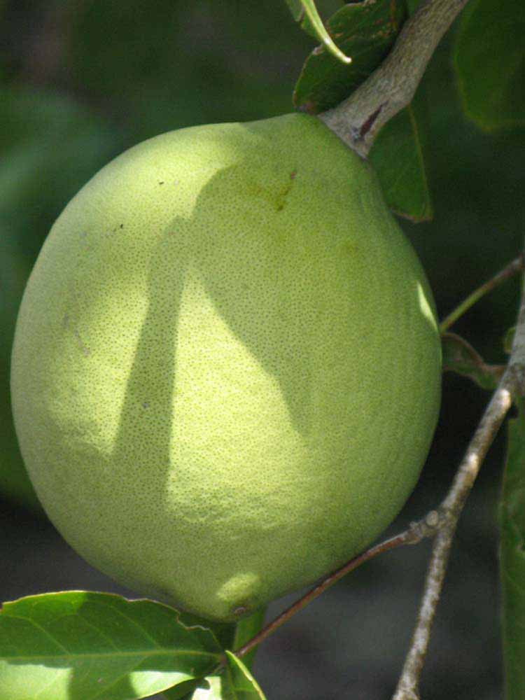            Fruit (Winter Haven, FL)   